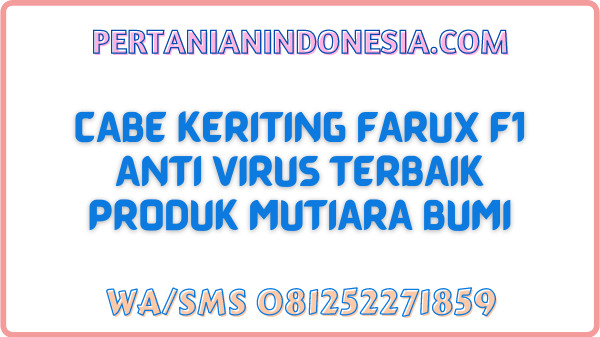 Cabe Keriting Farux F1 Anti Virus Terbaik Produk Mutiara Bumi